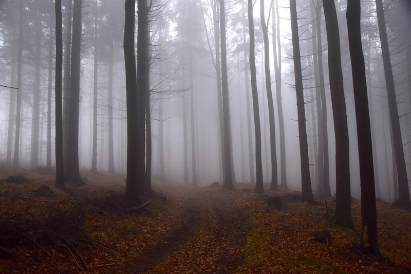 Susurrations in the Forest